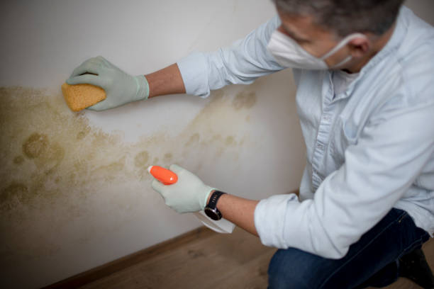 Best Office Mold Removal Services  in Sagamore, MA