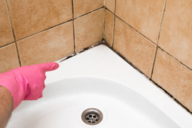 Best Home Mold Removal  in Sagamore, MA